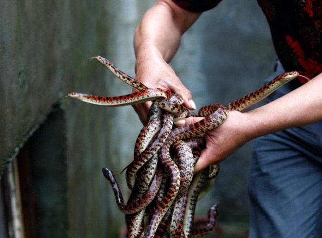 ‘Vuong quoc ran’ nuoi 3 trieu con/nam o TQ phai doi nghe vi Covid-19 hinh anh