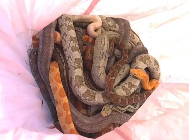 Bi an bao trum ky an hang chuc con ran va tran quy giau trong vo goi hinh anh