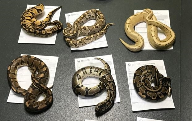 vut hang chuc con ran o noi cong cong anh 1