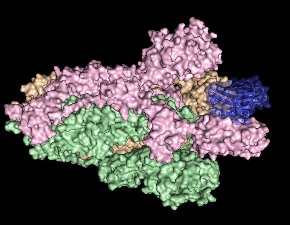 Phat hien loai khang the dau tien co kha nang vo hieu hoa virus corona hinh anh