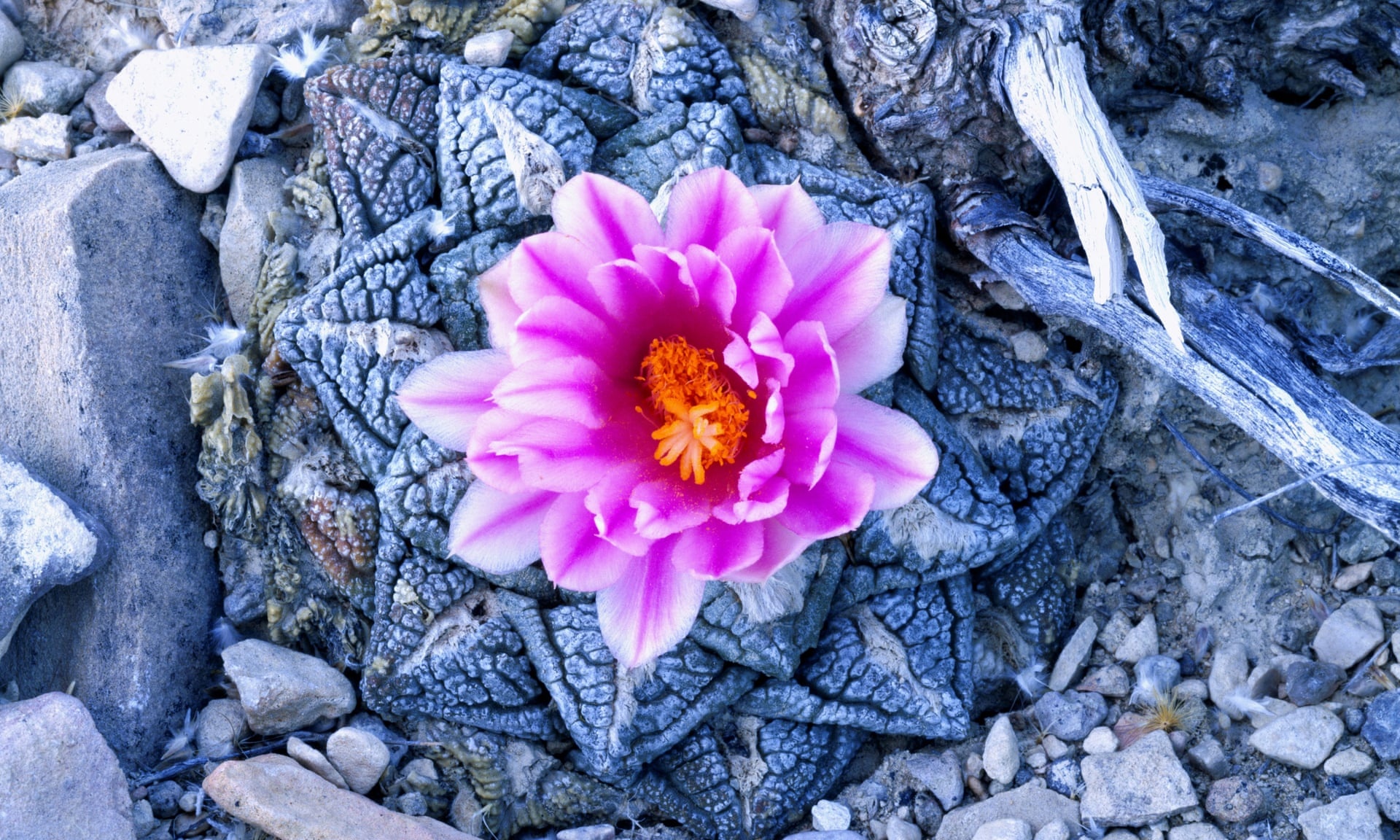 Dac vu My pha duong day buon lau xuong rong la Texas gay ao giac hinh anh