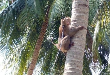 Mot loat sieu thi tu choi san pham tu dua do khi hai luom o Thai Lan hinh anh