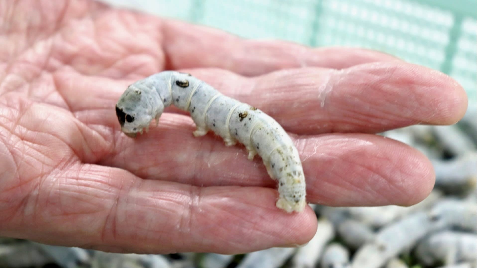 Cac nha khoa hoc Nhat Ban dung tam de phat trien vaccine Covid-19 hinh anh