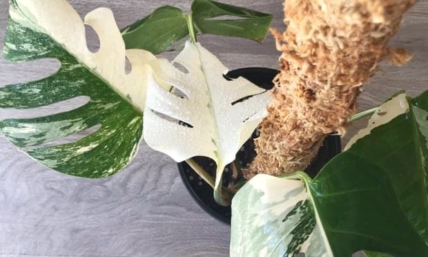 Cay Monstera quy bi danh cap khoi vuon bach thao New Zealand hinh anh