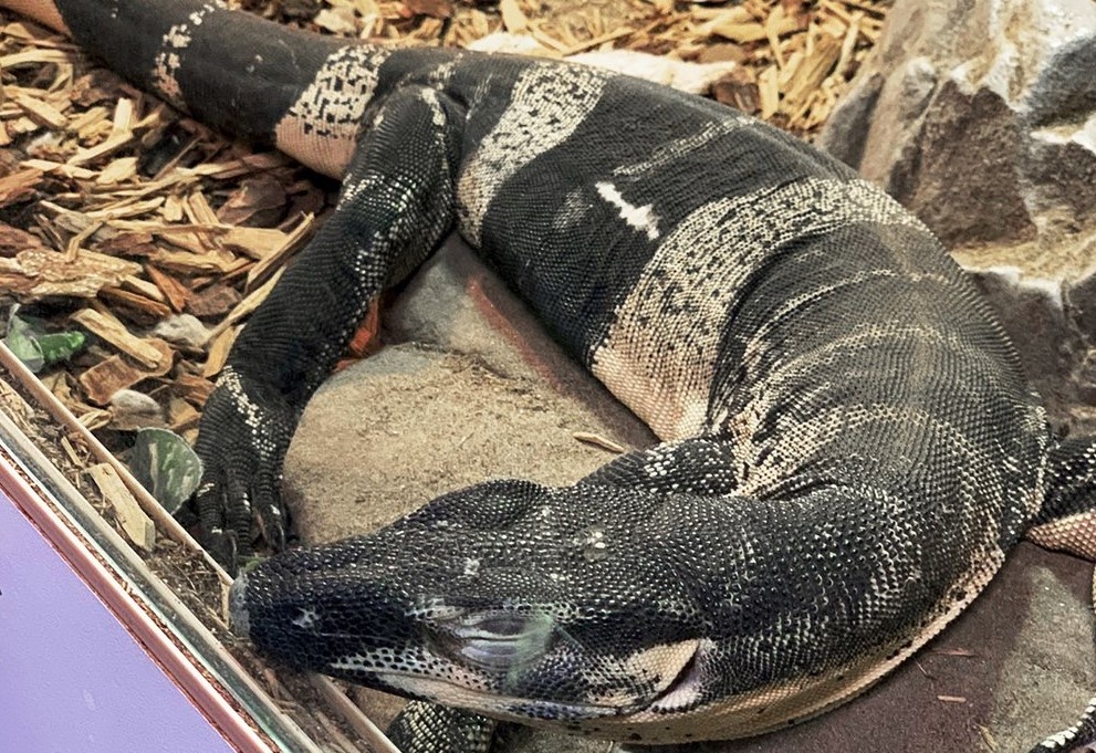 Tim thay cap than lan gia 75.000 USD sau 10 thang bi danh cap hinh anh