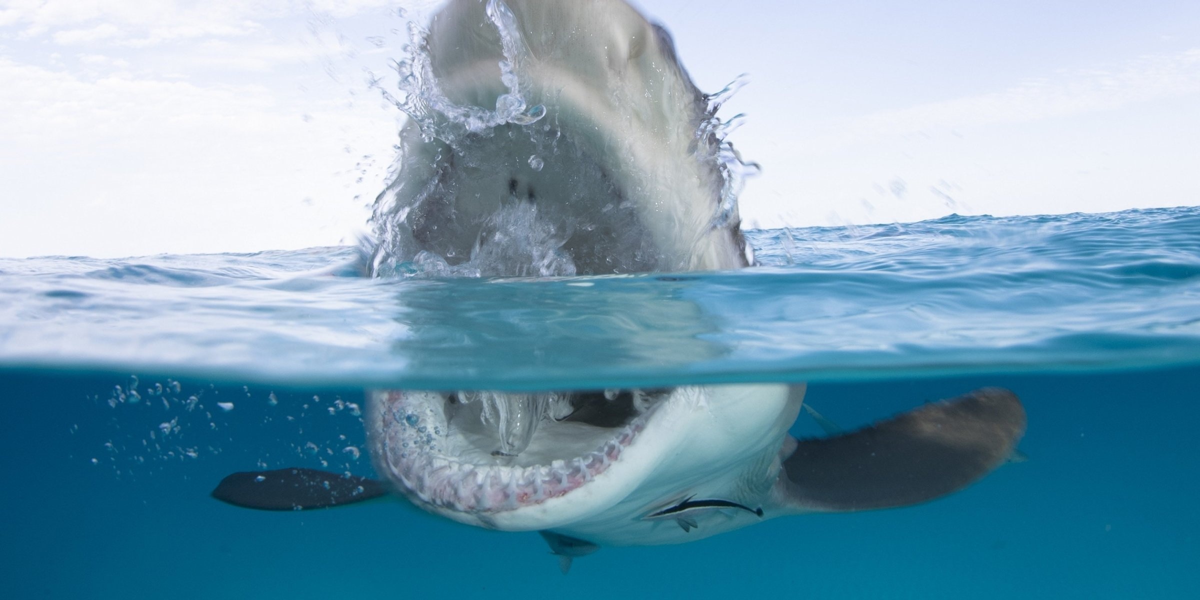 Ca map can chet nguoi tam bien o Australia hinh anh