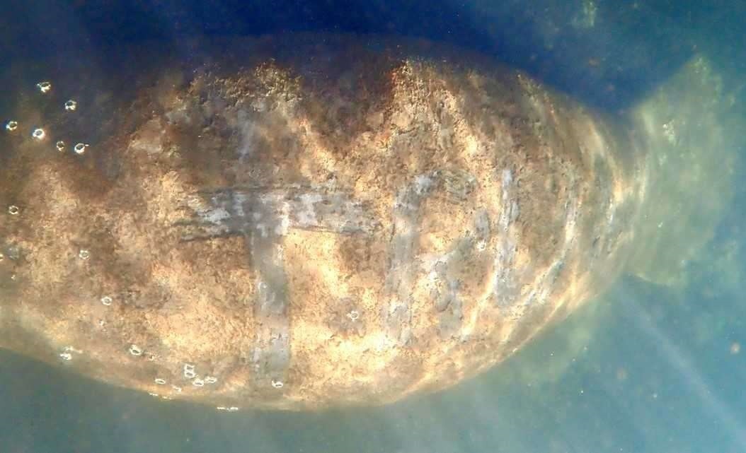 My dieu tra vu ten ong Trump xuat hien tren lung lon bien hinh anh