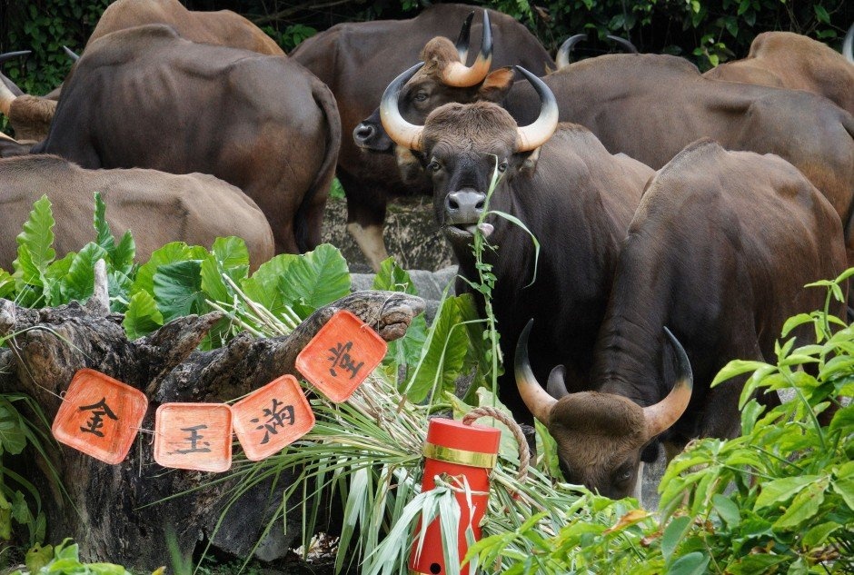 the gioi don tet am lich anh 4