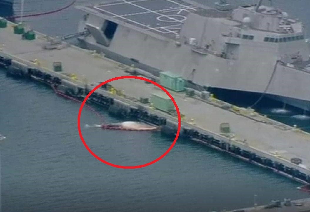 Phat hien 2 xac ca voi quy hiem bi ket vao than tau chien Australia hinh anh