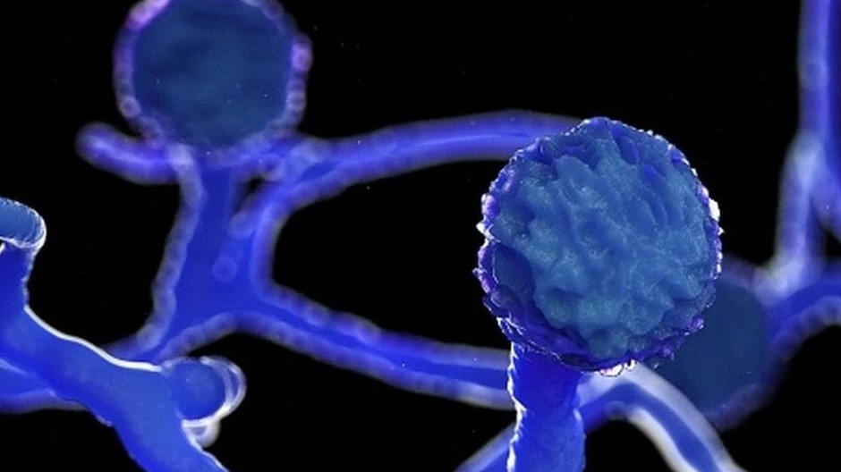 dich benh an do anh 1