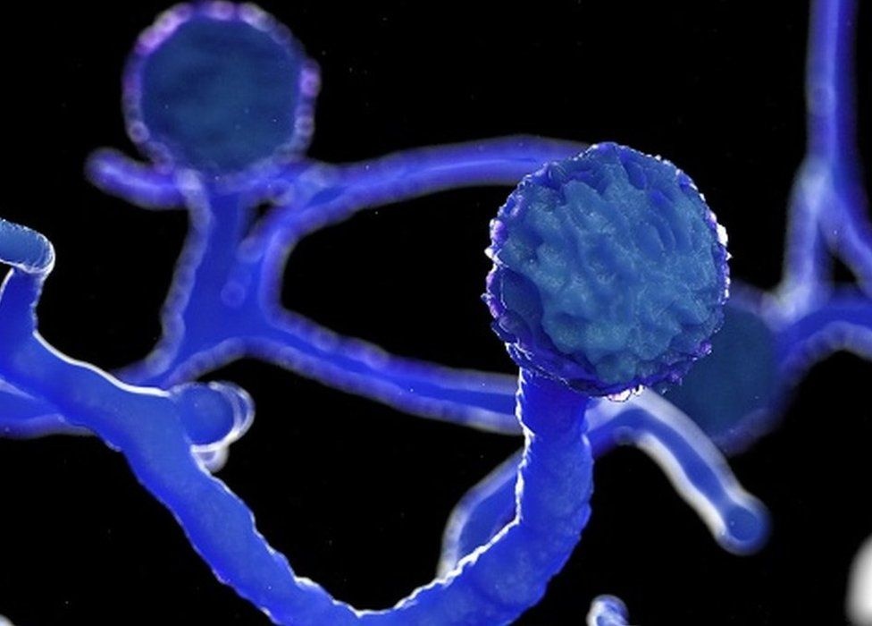 dich benh an do anh 2