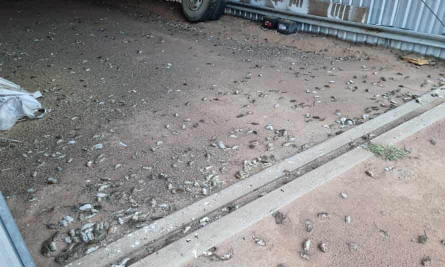 dan chuot o australia anh 1