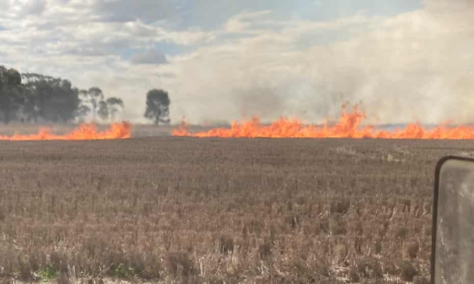 dan chuot o australia anh 2