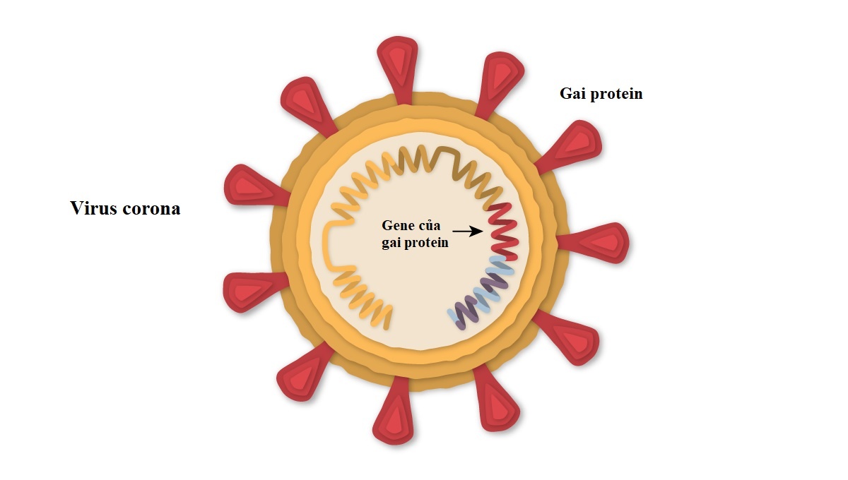 vaccine pfizer anh 1