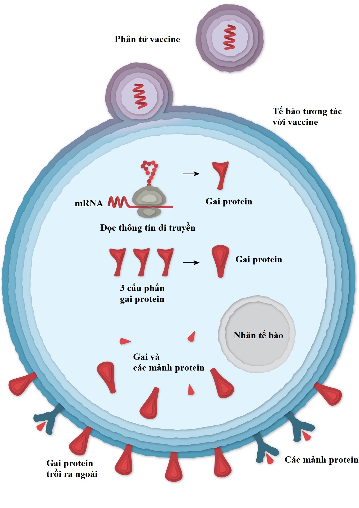 vaccine pfizer anh 3