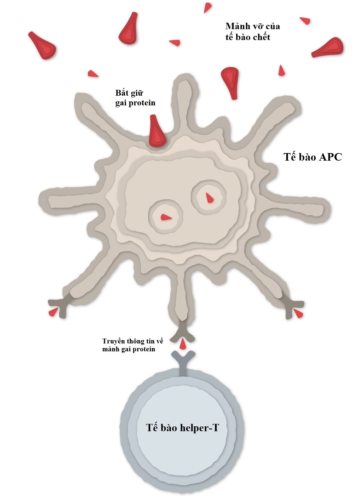 vaccine pfizer anh 4