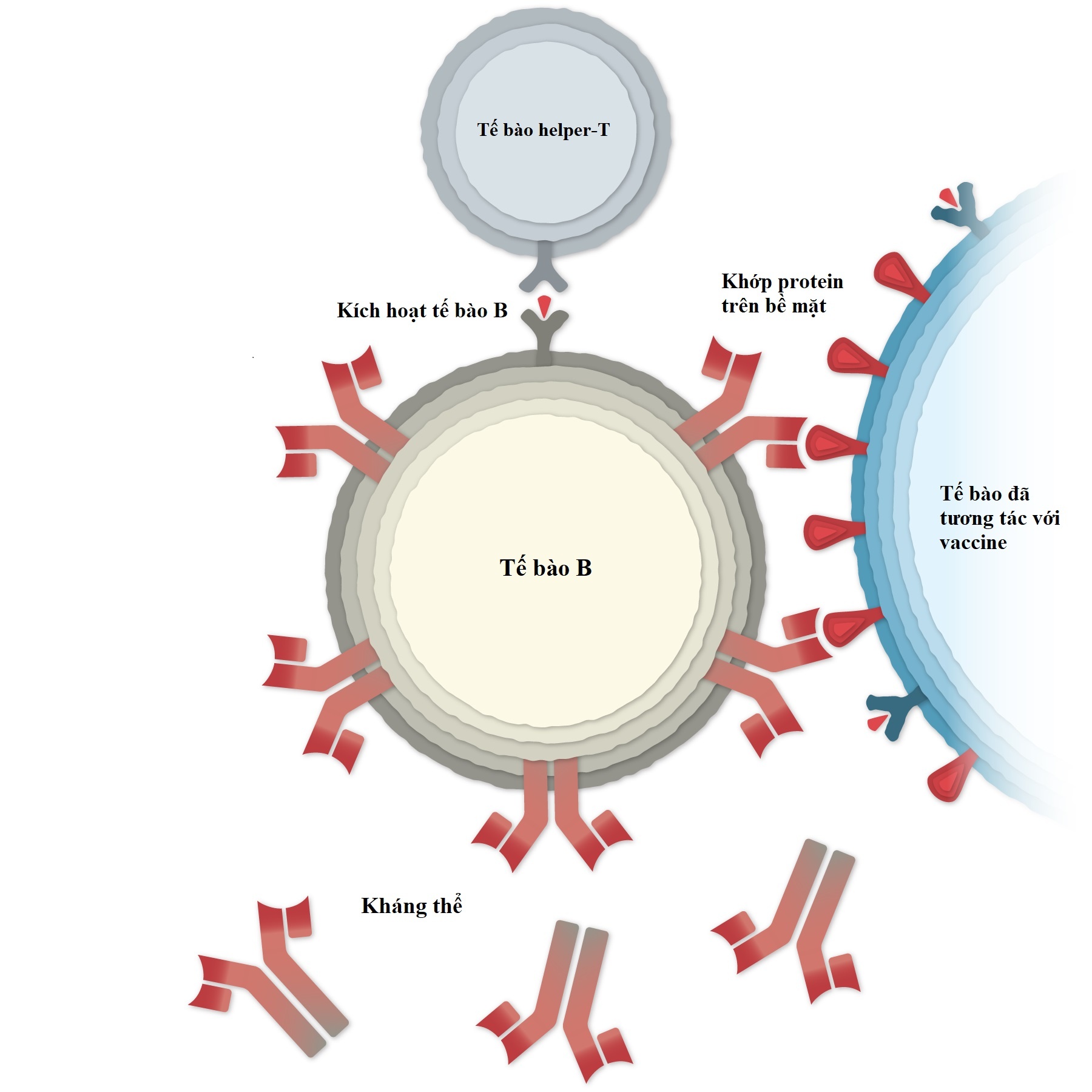 vaccine pfizer anh 5