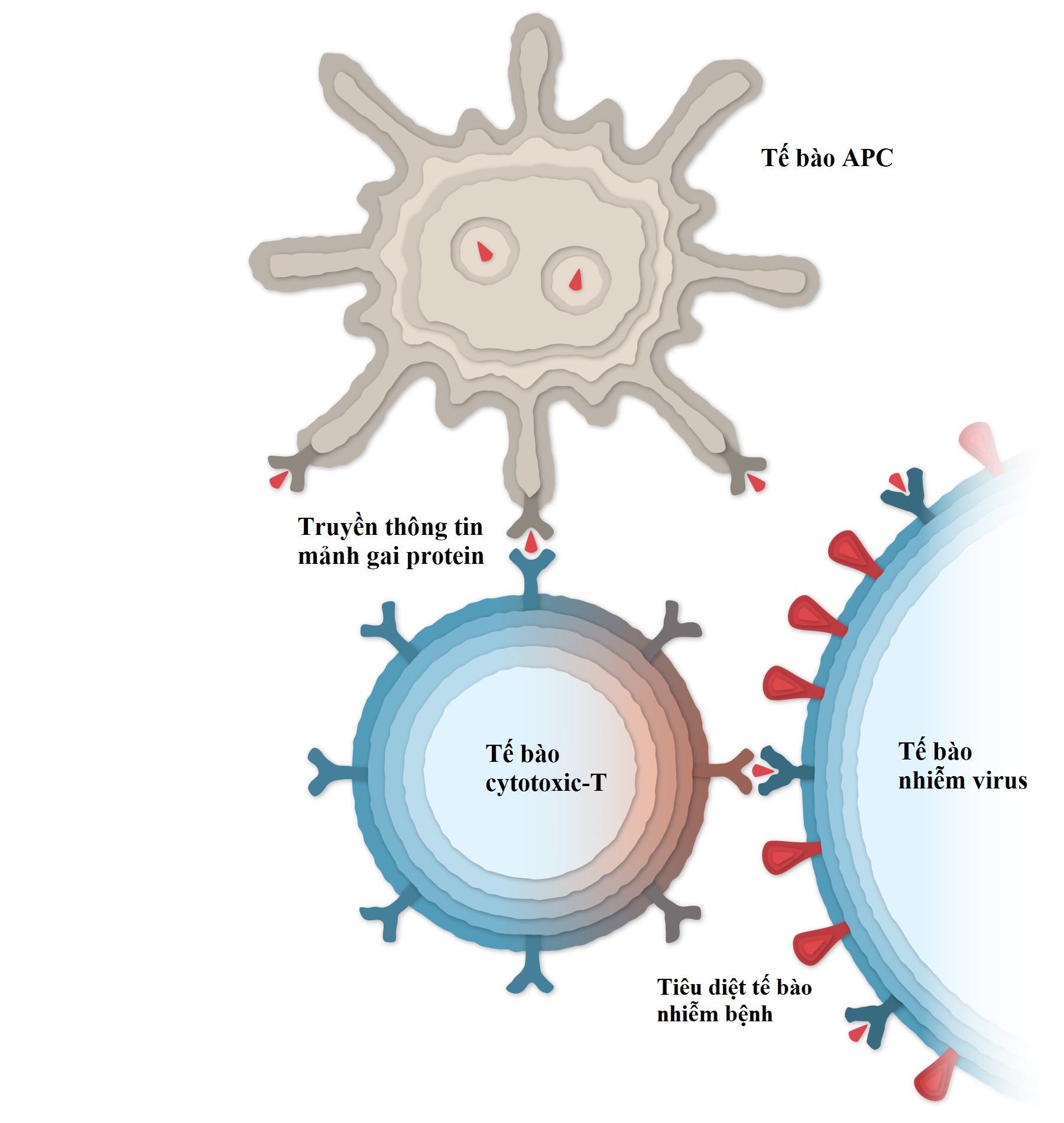 vaccine pfizer anh 7