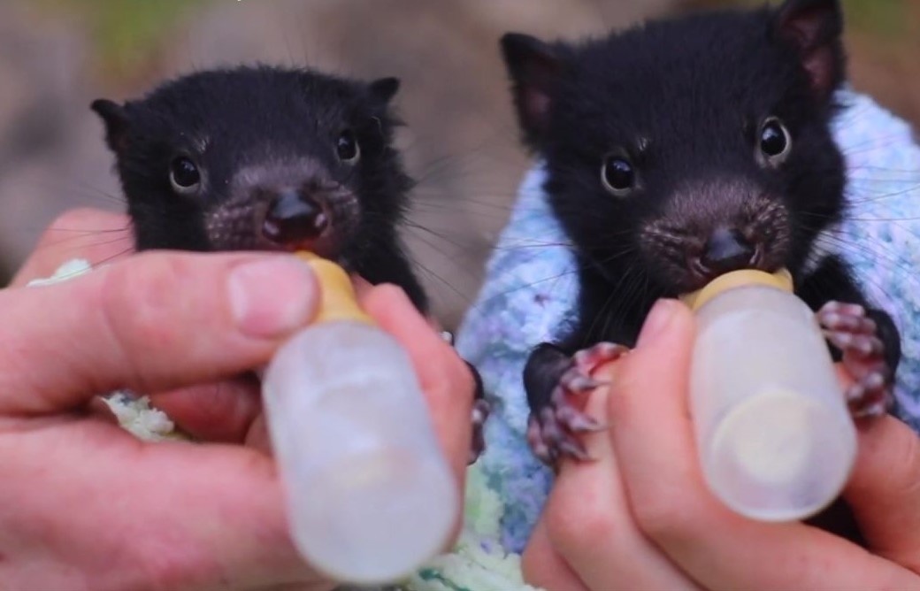 Quy Tasmania lan dau sinh con o luc dia Australia sau 3.000 nam hinh anh