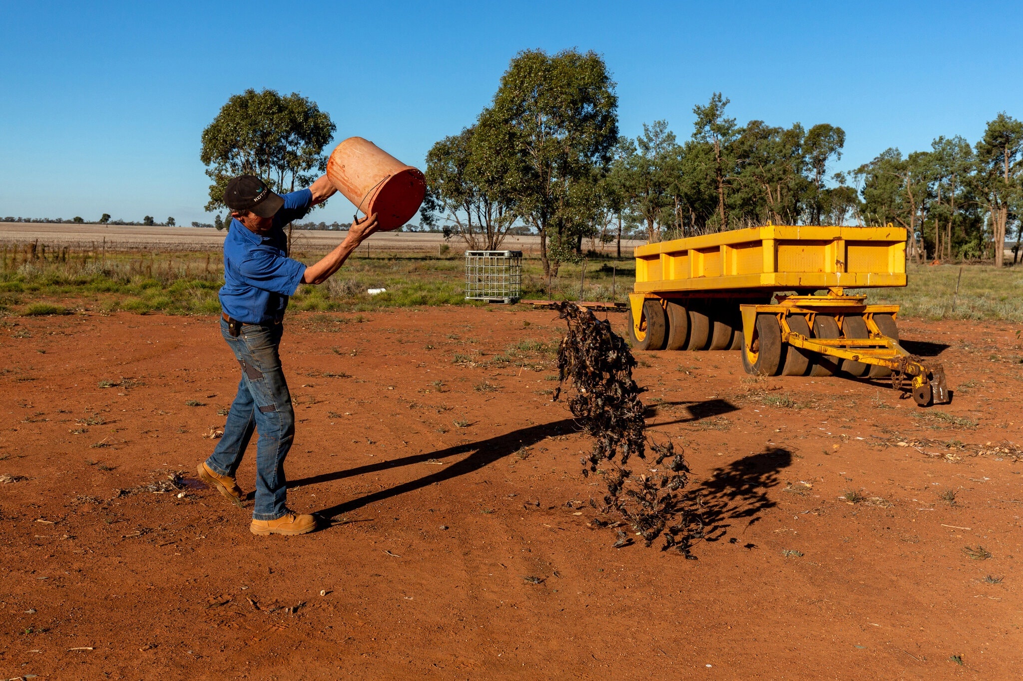 dich chuot australia anh 3