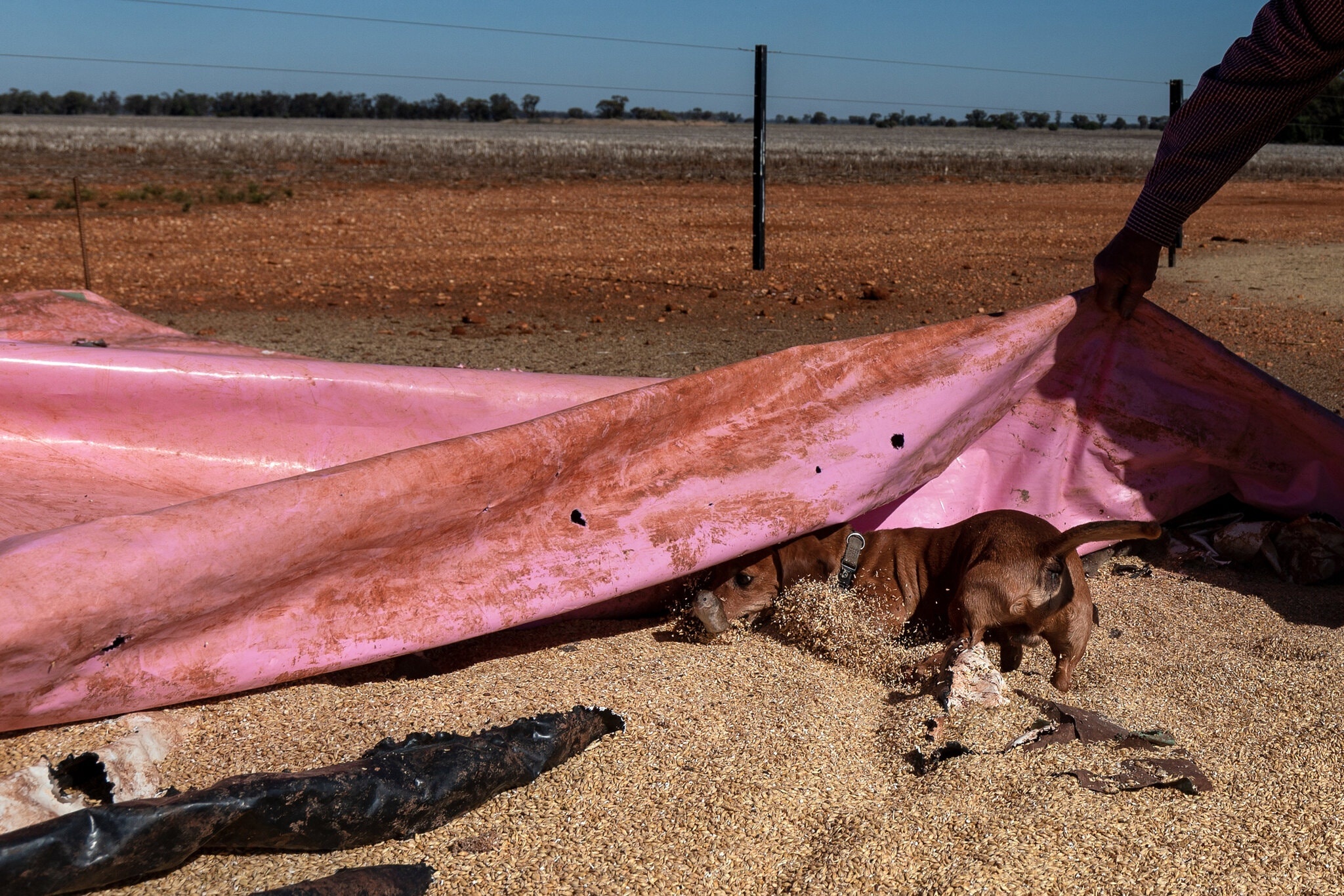 dich chuot australia anh 4