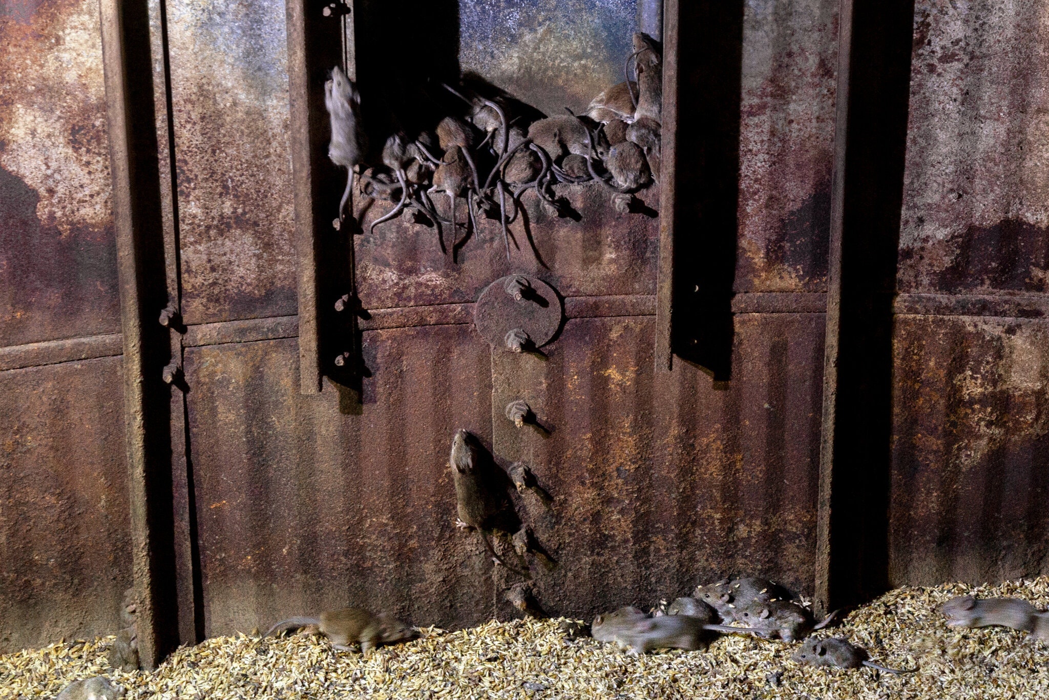 Nguyen nhan dich chuot toi te chua tung co o Australia hinh anh