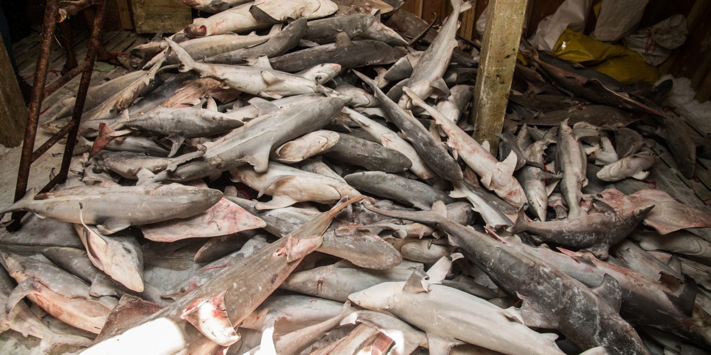 tau trung quoc hoat dong trai phep anh 5