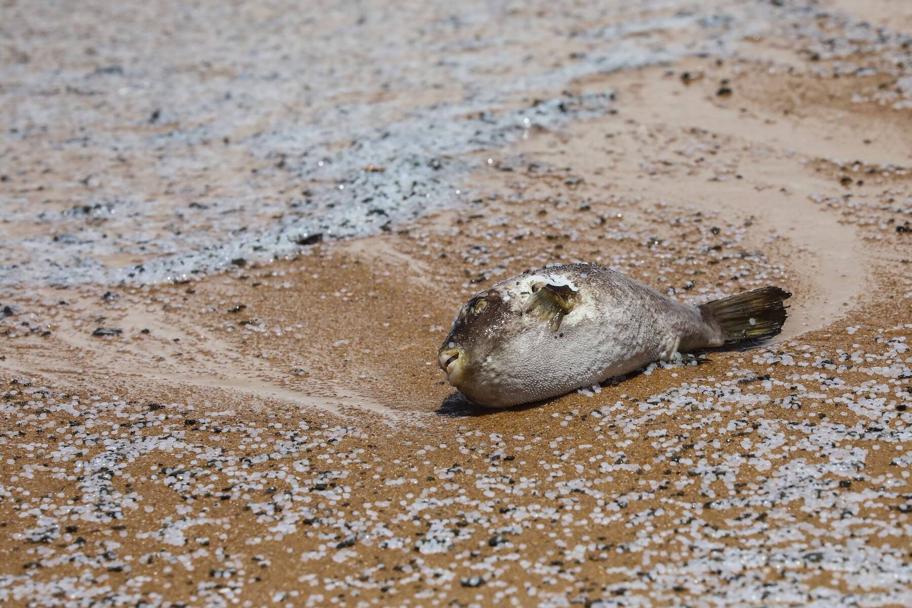 tham hoa moi truong sri lanka anh 1