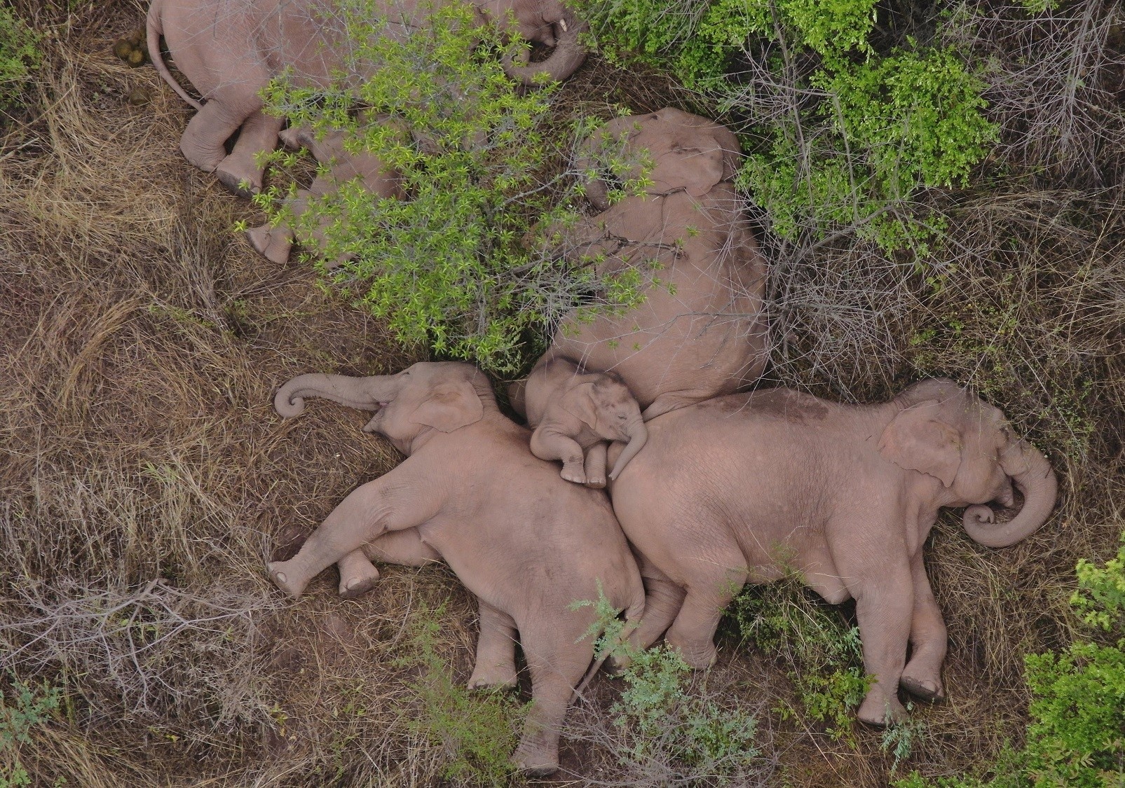 Dau hieu bat thuong tu dan voi lang thang o Trung Quoc hinh anh