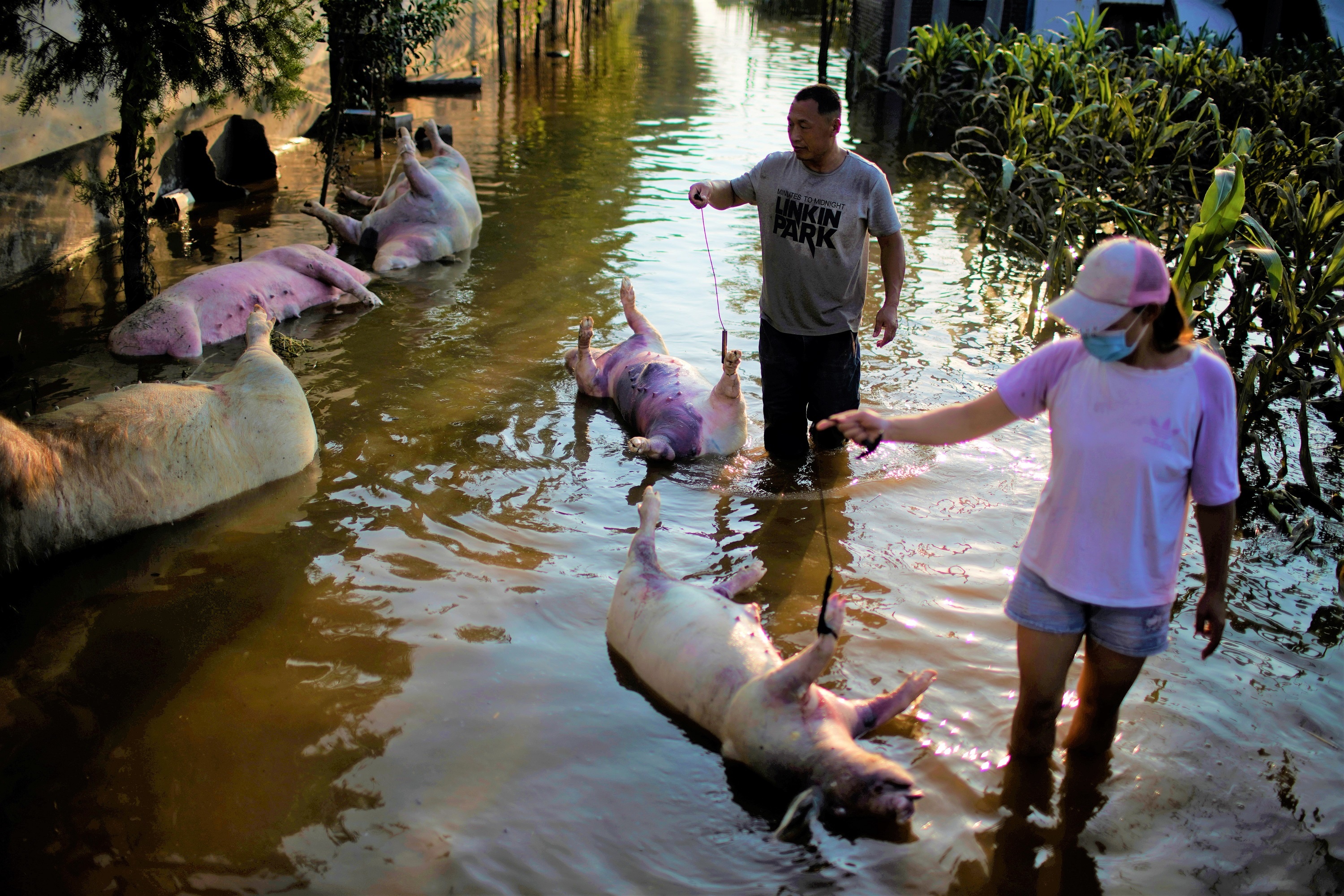 Xac dong vat thoi rua la liet tai Ha Nam sau tran lu lich su o TQ hinh anh