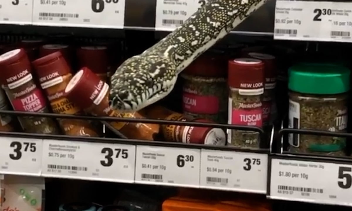 Tran kim cuong dai 3 m nam tren ke sieu thi o Australia anh 1