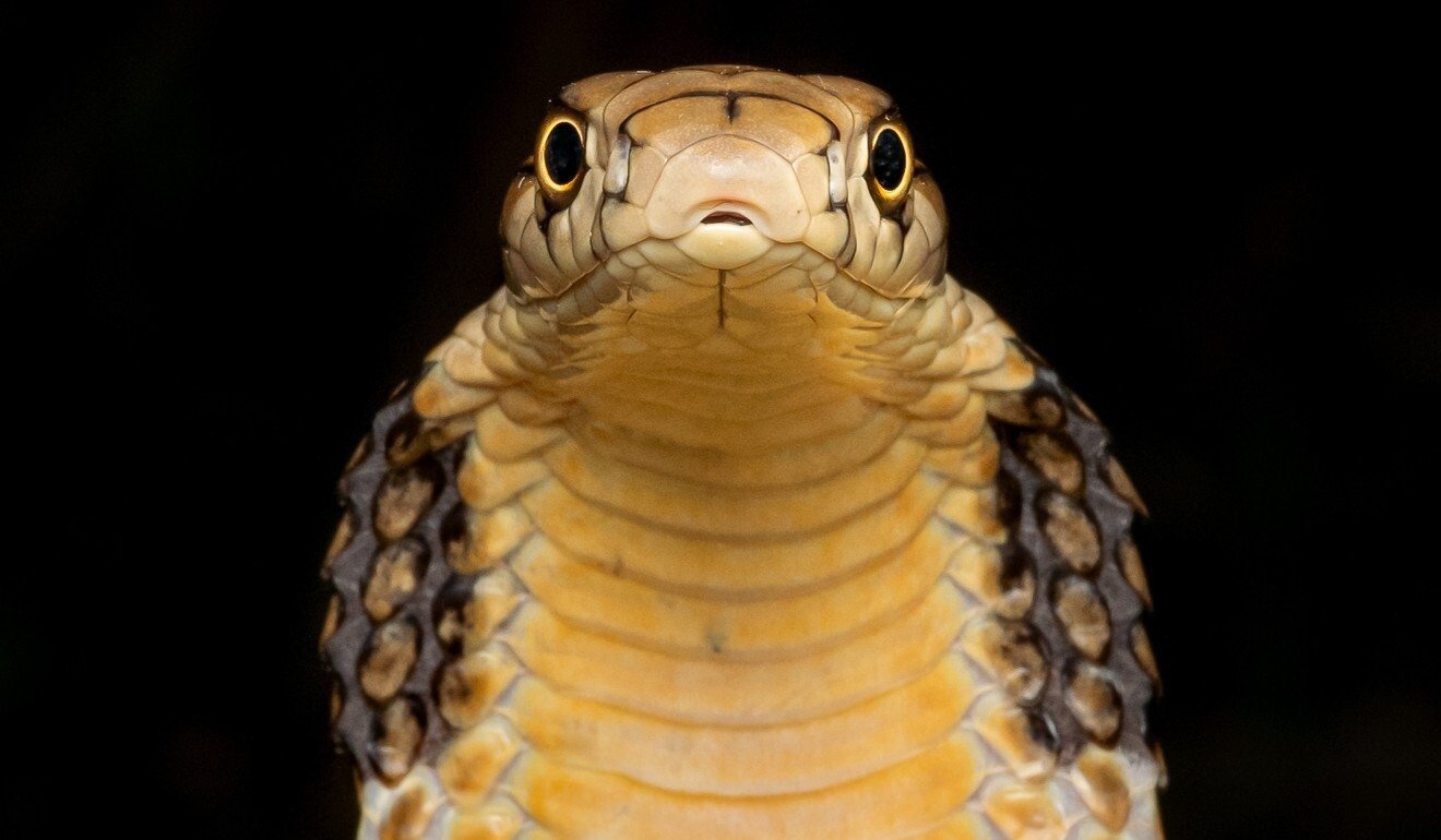 giet nguoi bang ran anh 2