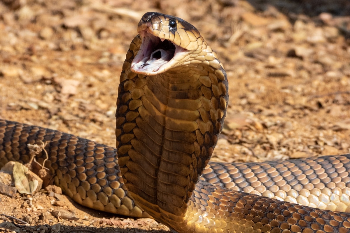 Vach tran am muu dung ran sat hai vo cua nguoi dan ong An Do hinh anh