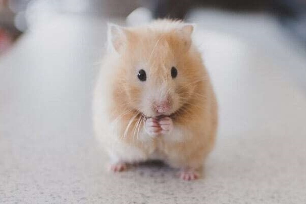 Chuot hamster thanh 'quai vat hung du' do thi nghiem bien doi gene hinh anh