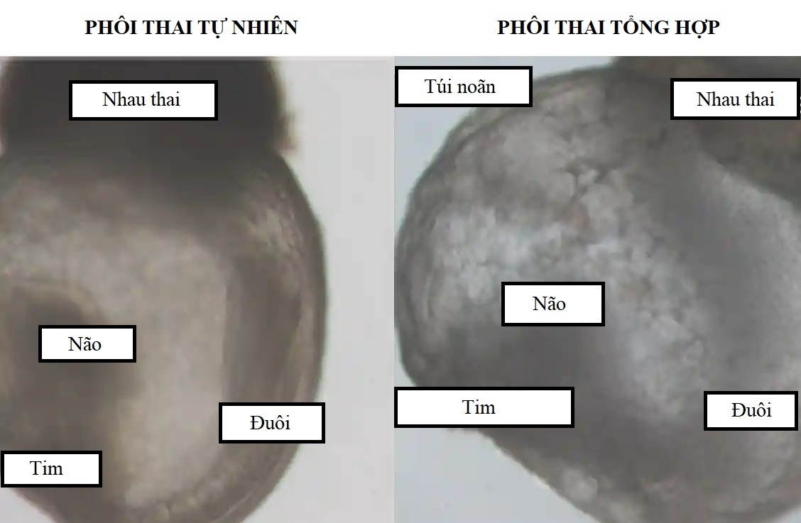 Phoi thai dau tien duoc tao ra khong can tinh trung va trung hinh anh