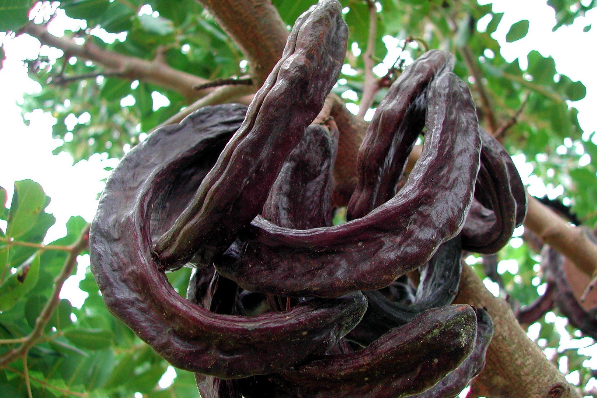 Vang den cua Cong hoa Cyprus hinh anh