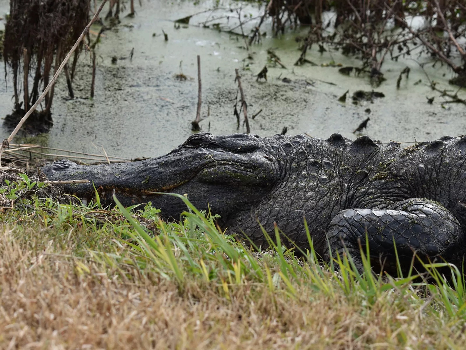 Ca sau boi giua pho tai Orlando sau bao Ian hinh anh