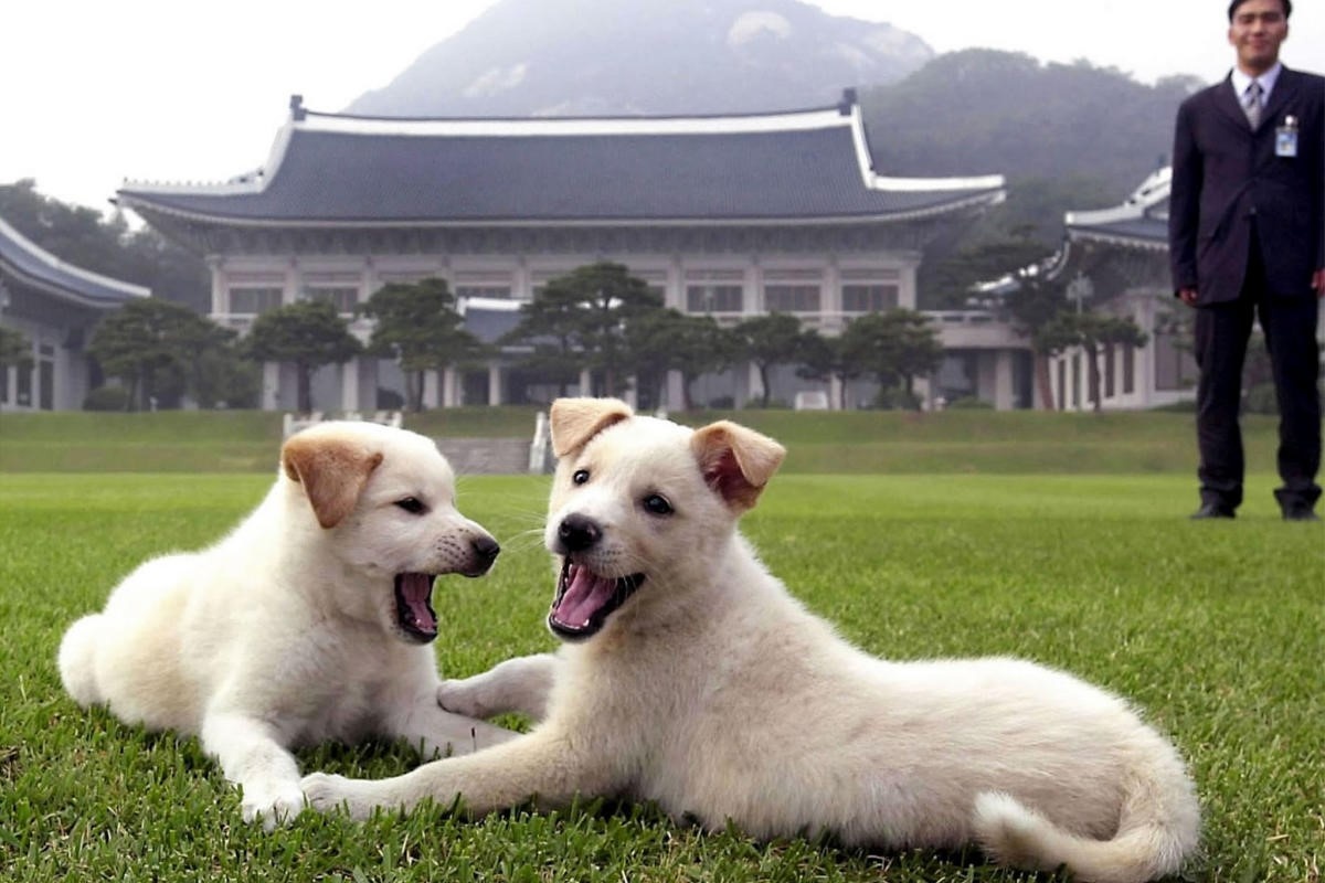 Mon qua tu ong Kim thanh tam diem bat hoa giua 2 tong thong Han hinh anh