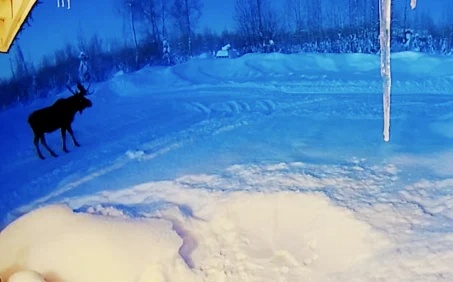 Khoanh khac tuan loc rung gac hiem thay thu hut 18 trieu luot xem hinh anh