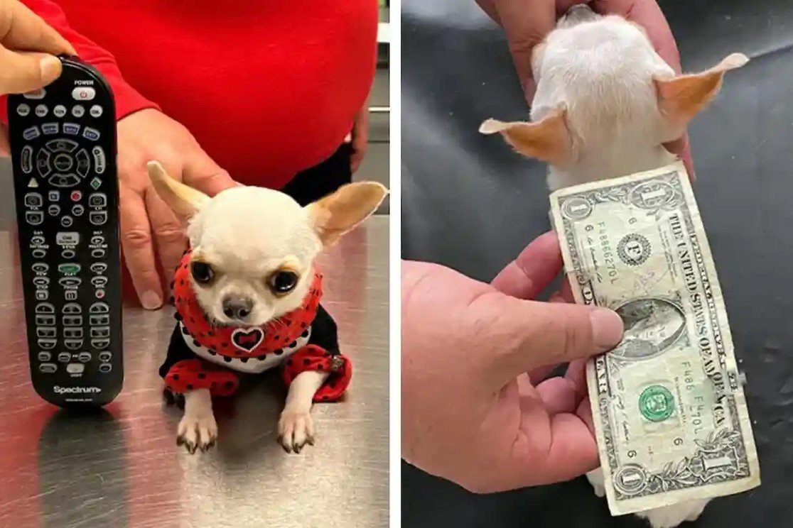 Danh hieu con cho nho nhat the gioi doi chu hinh anh