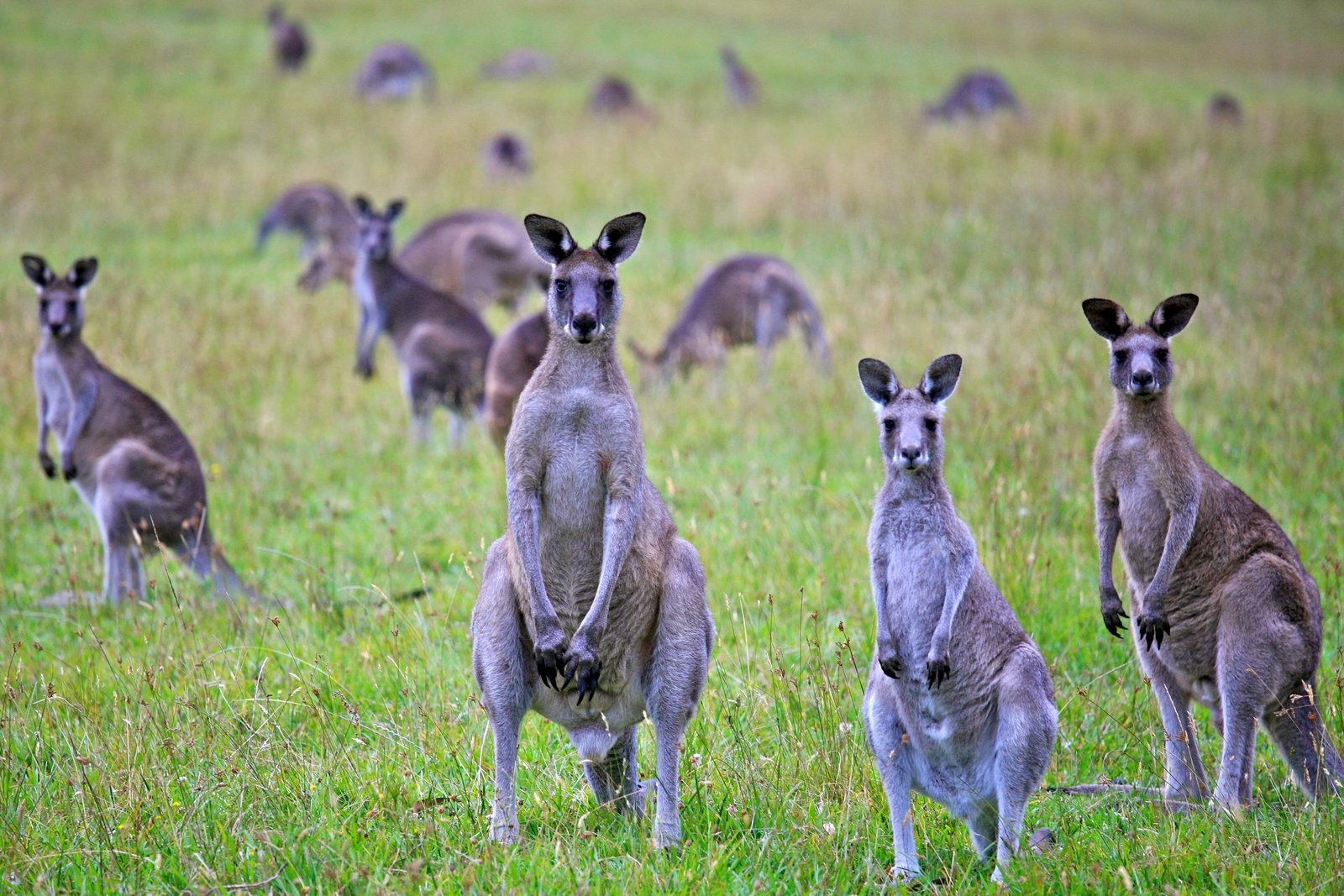 kangaroo australia anh 1