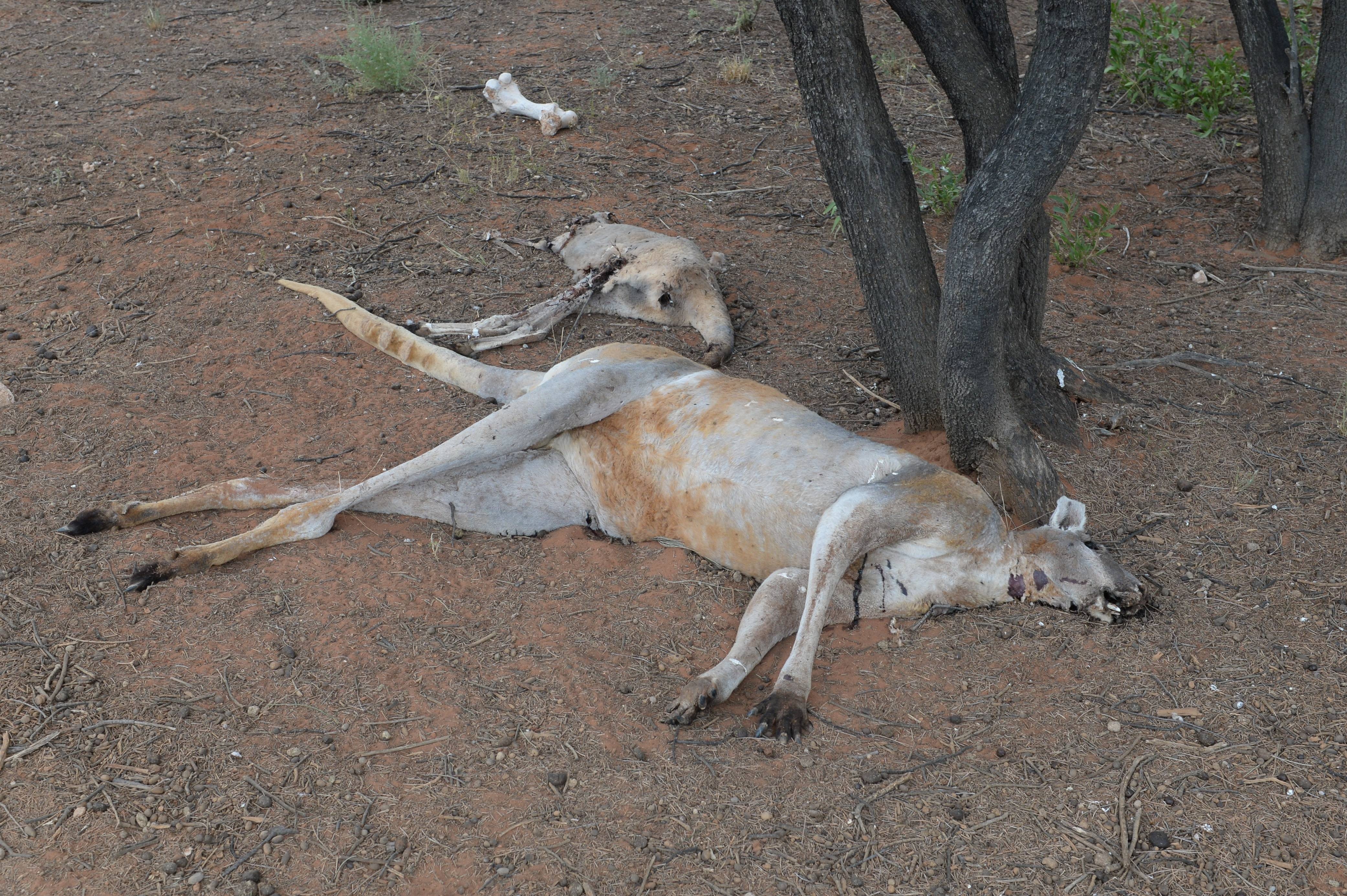 kangaroo australia anh 2