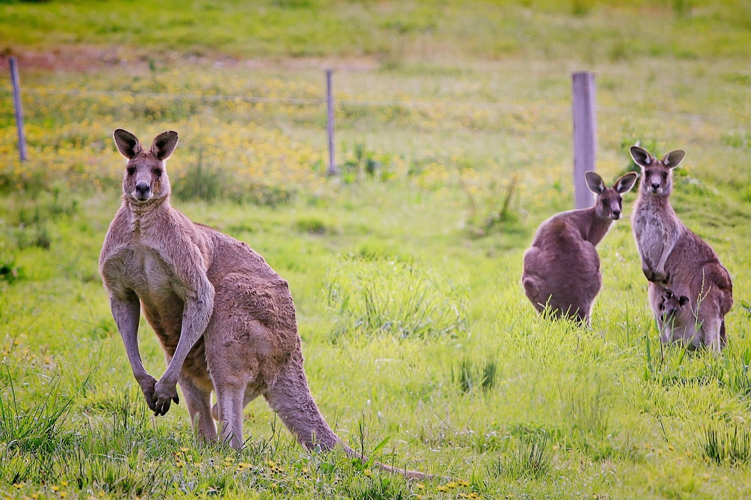 Australia keu goi nguoi dan giet kangaroo va lay thit hinh anh