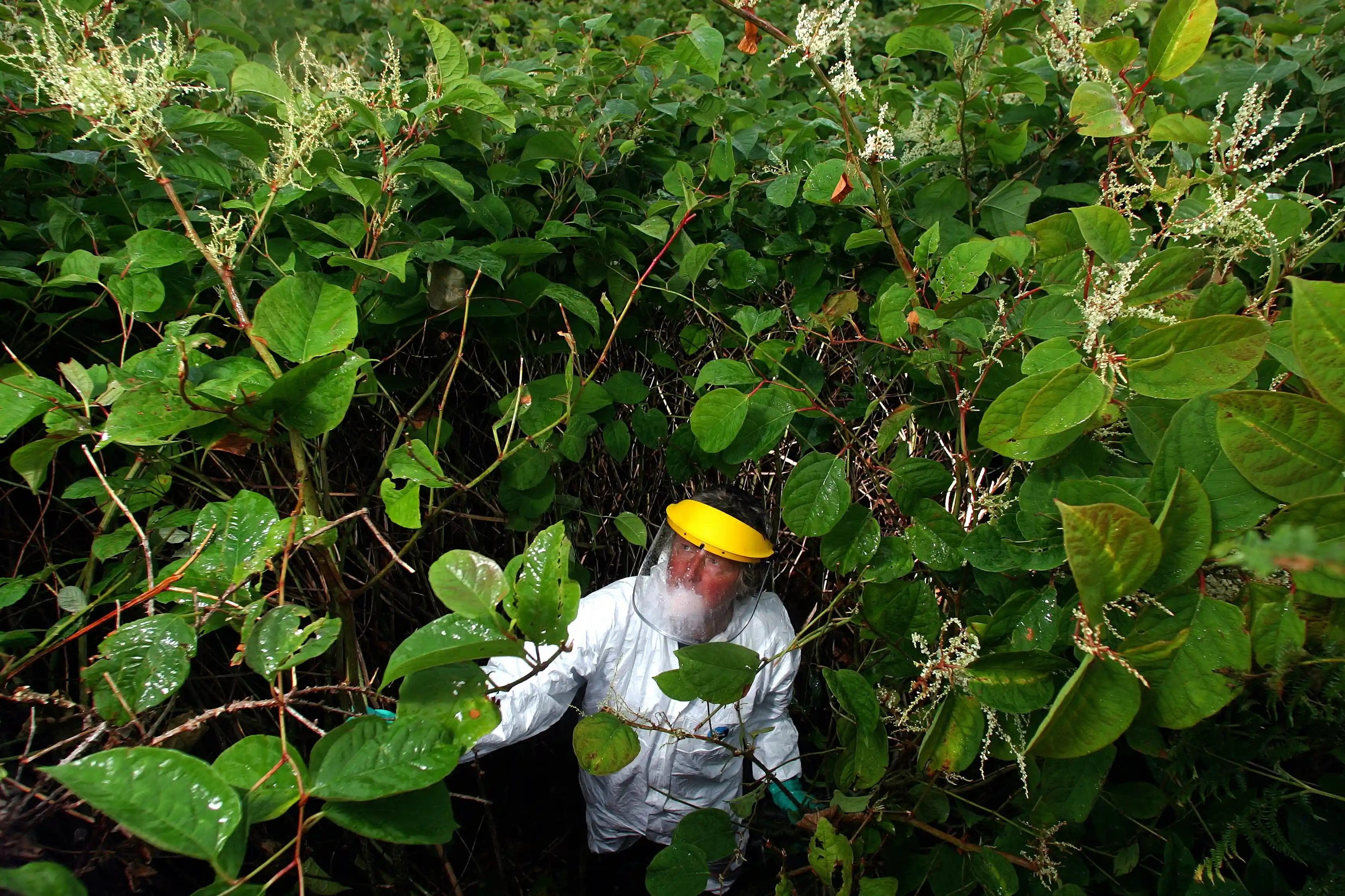 Hang ty USD tieu tan o Anh vi mot loai cay tu Nhat hinh anh