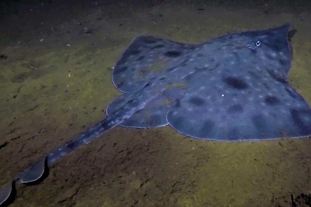 Ca duoi khong lo tu thoi khung long tren bo vuc tuyet chung hinh anh