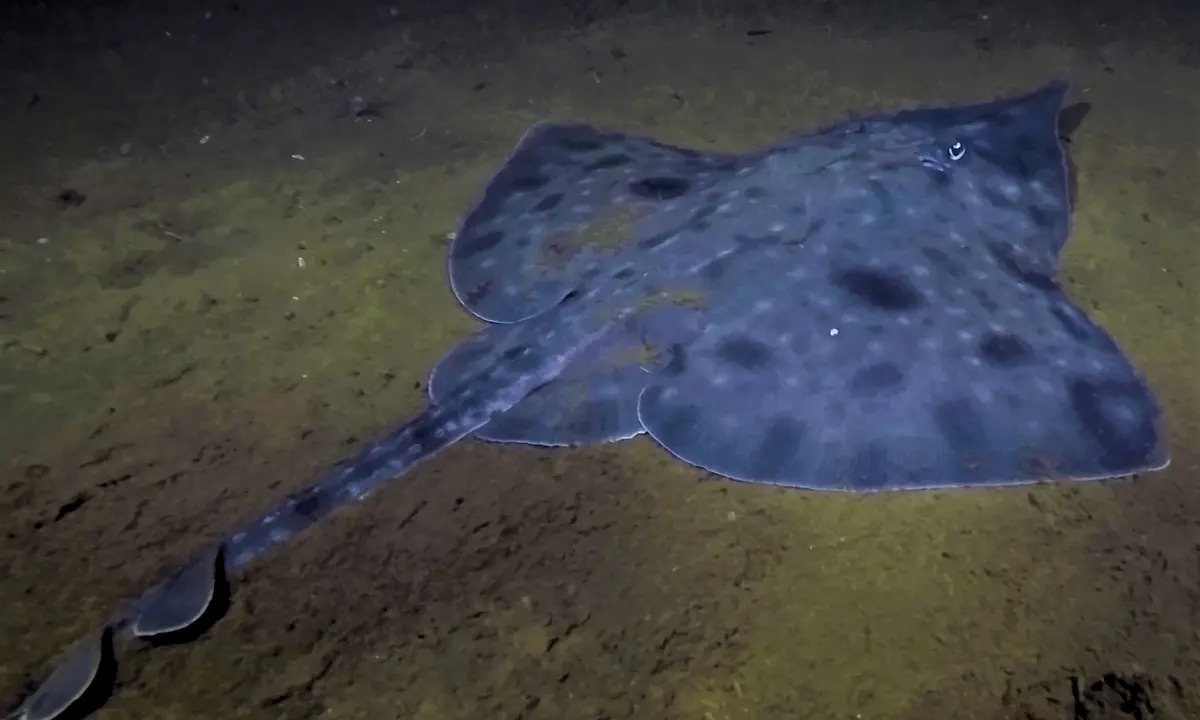 ca duoi australia anh 2