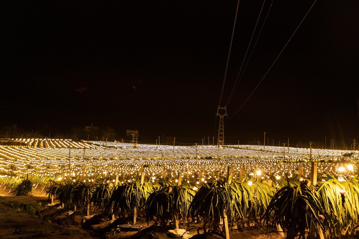 sau rieng trung quoc anh 2