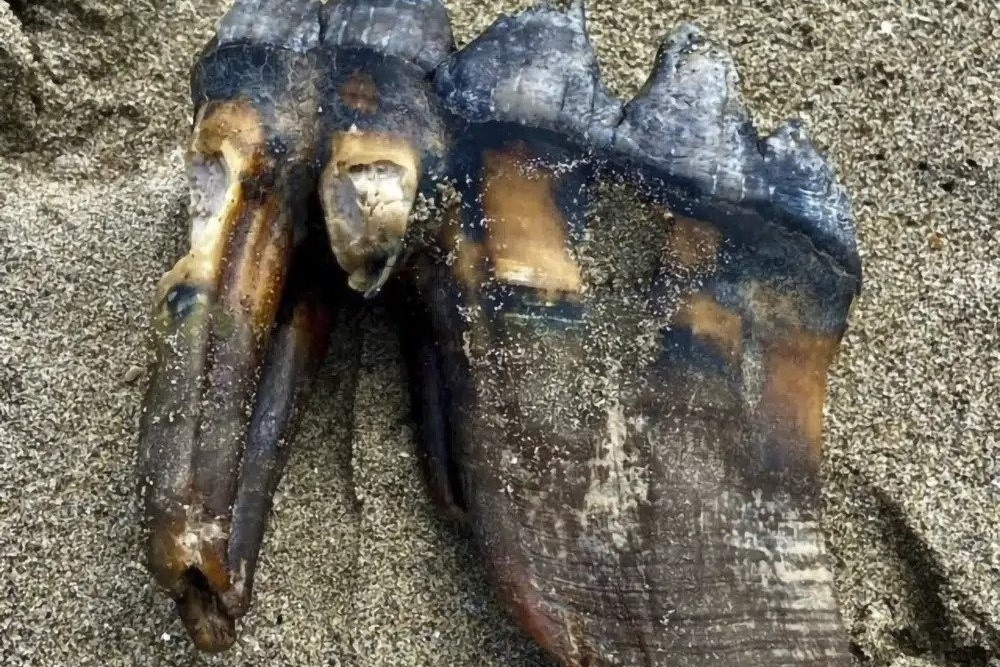 Phat hien hoa thach co dai khi di bo tren bai bien My hinh anh