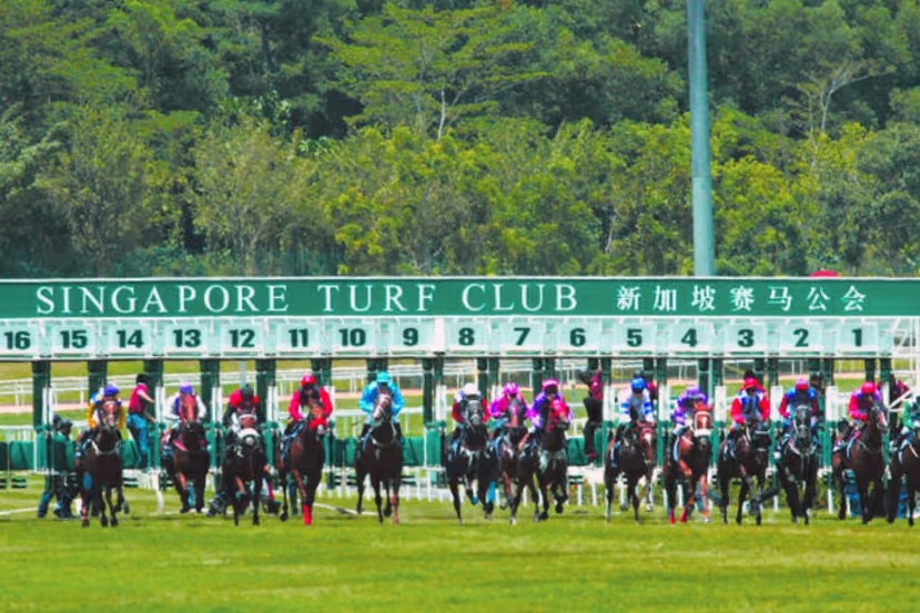 Dua ngua se bien mat o Singapore sau hon 180 nam hinh anh