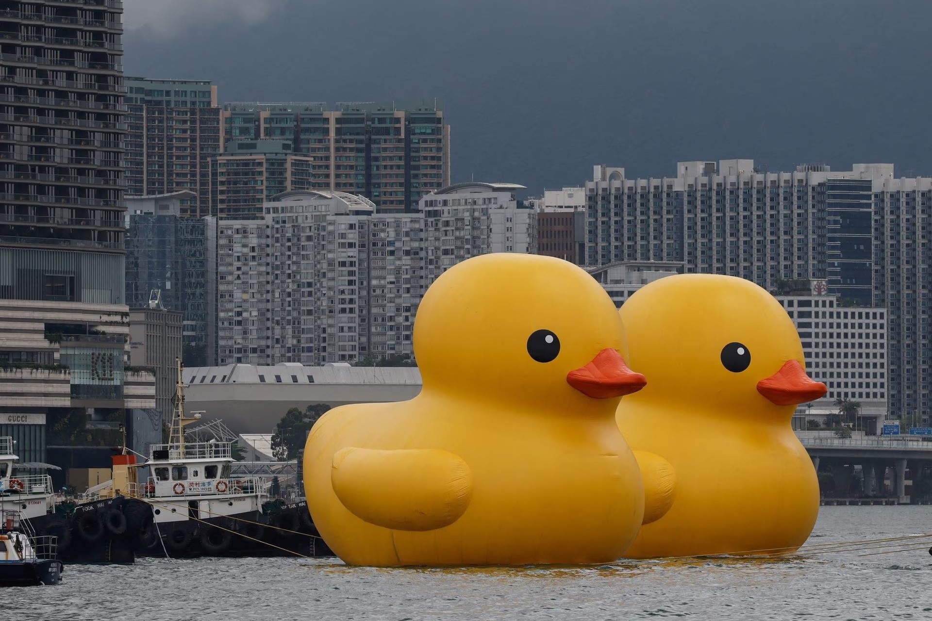 Vit bom hoi khong lo 'hoi sinh' o Hong Kong hinh anh